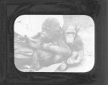 Baby Gorilla & Baby Chimpanzee
