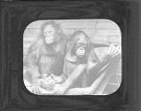 Orang-utans