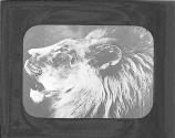 Lion Head