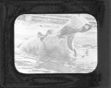 Hippopotamus