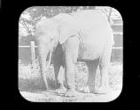 Pigmy Elephant
