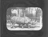 Rhinoceros