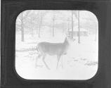 White Tailed Deer