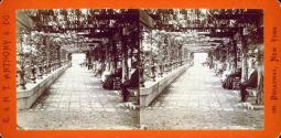 The Vine Clad Arbor.