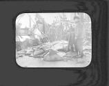 'Making Off' Walrus Skins. J.V. Reg'd
