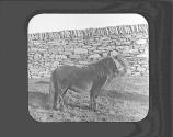 Shetland Pony. J.V.-Scotland