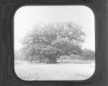 Sherwood Forest