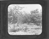 Mesquite Tree.