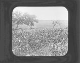 Capote Farm-Field Of Maize.J.V.