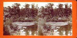 The Lilly Pond.