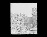 Phila. 38th & Chestnut Street on Trees.