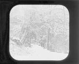 A January Day in Fairmount Park, Phila.
