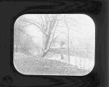 Trees on Darby Creek PA.