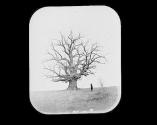 Old Tree Rosemont Pa.