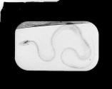 X Ray Experiment 2/96 Snake. Queen.