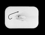 X Ray Experiment Fish. Queen. 2/96.