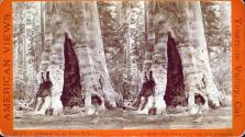 Mother of the Forest, 327 ft. high, 26 ft. in diameter.