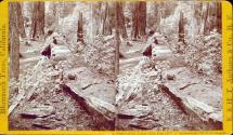 Father of the Forest. 450 ft. long, 112 ft. in circumference, 37 1/2 ft. in diameter.