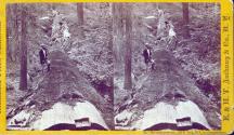 Hercules prostrate, 325 ft. long, 97 ft. in circumference.