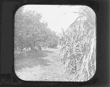 Sugar Cane and Oranges.