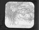 A Single Live Oak.