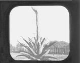 Mexican Garden.
