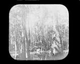 [Swamp]
