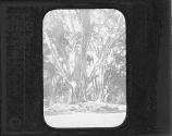 Rubber Tree (Illeg.) Gardens Ceylon.