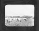 A Pasture Field Twin Lakes June 1888.