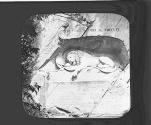 Lion of Lucerne. Lucerne.