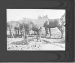 [Group of draft animals in mud]