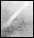 Accent Comet Which Developed Multiple Tails. Royal Obs. Greenwich. Sep t. 29, 1908.