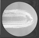 Palate of Haliotis-Polarized