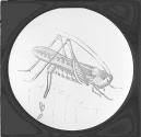Locust