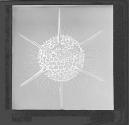 Actinomma Drymodes