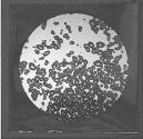 [Photomicrograph of scientific specimen]