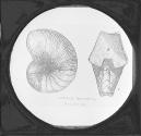 Nautilus Giganteus. Oxford Clay. Autilus Giganteus Oxford Clay.