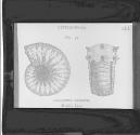 Cephalopods. Fig. 53. Ammonites Henleyi. Middle Lias.