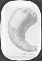 Curved Orthoceras-Cyrtoceras Murchisoni