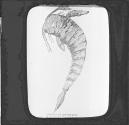 Fig. 18. Pterygotus Acuminatus. Lesmahago Lanarkadire.