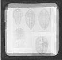 Fig. 49. Paradoxides Tessini. Fig 50. Acidaspis Dufresnoyi...