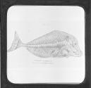 Ganoid Fish Pychnodus Platessus Tertiary. Fig. 21. Pycnodus Platessus . Tertiary Beds of Monte Bolca. (On Slide)