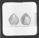Terebratula Biplicata-a Common Fossil.