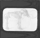 The Mammoth Elephas Primigenius