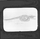 Skeleton of Rorqual.