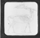 Irish Elk-Cervus Megaceros.
