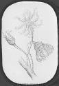 Pentaerinus Europaeus