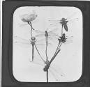 Dragon Flies