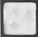 Fig. 5.-Rhizopods.