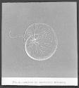 Fig. 6.-Figure of Noctiluca Miliaris.